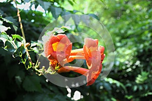 Trumpet creeper photo