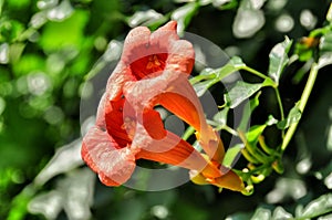 Trumpet creeper photo