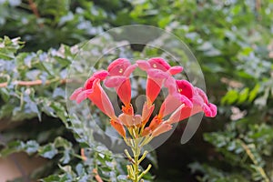 Trumpet Creeper Flamenco flowers in garden photo