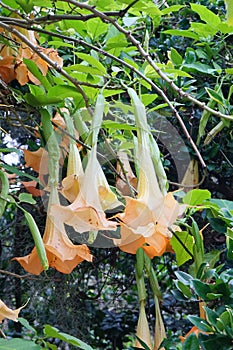 Trumpet creeper flower