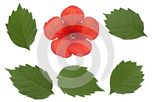 Trumpet creeper leaf collection