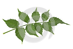 Trumpet creeper leaf on white