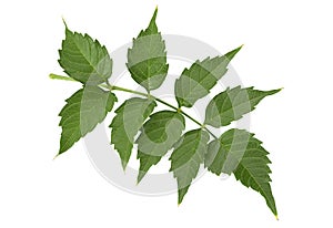 Trumpet creeper leaf on white