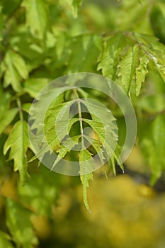 Trumpet creeper Madame Galen