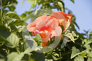 Trumpet creeper is a species of flowering plant of the family Bignoniaceae.