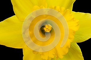 Trumpet Petal Trumpet Daffodil 02