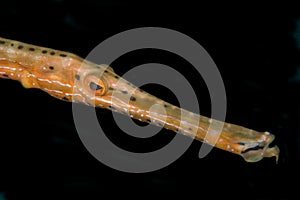 Trumpet fish