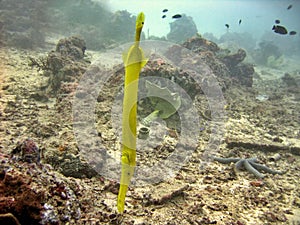 Trumpet Fish