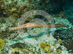 Trumpet Fish