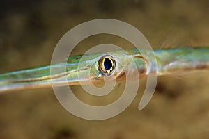 Trumpet-Fish
