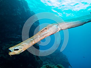Trumpetfish - Aulostomus maculatus - Canary Islands photo