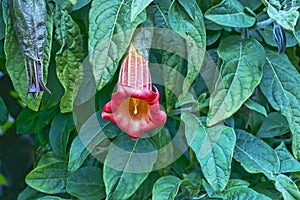 Trumpet Flower