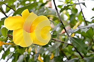 trumpet flower