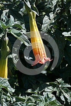 Trumpet flower in the Antisana Ecological Reserve