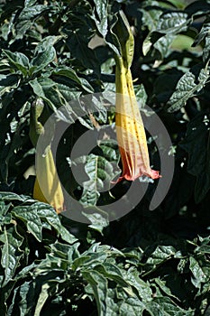 Trumpet flower in the Antisana Ecological Reserve