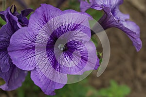 Trumpet Flower -Evening Fragrance (Datura meteloides)