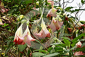 Trumpet Flower Tree on the streets of Marbella in Spain