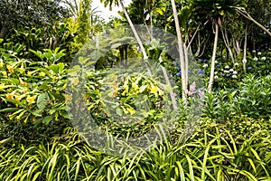 Trumpet Flowers in a Beautiful Garden at Monte above Funchal Madeira