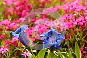 Trumpet gentian, blue spring flower in garden photo