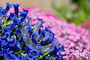 Trumpet gentiana blue flower in spring garden photo