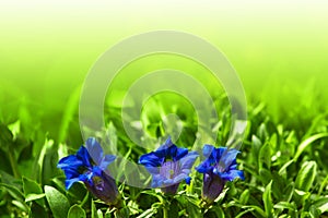 Trumpet gentiana blue spring flower in garden photo