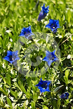 Trumpet gentiana blue spring flower in garden photo