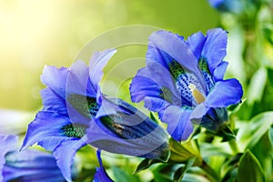 Trumpet gentiana blue spring flower in garden photo