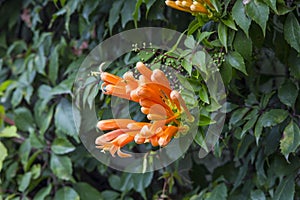 Trumpet honeysuckle vine with orange bloom