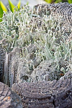 Trumpet lichen fungus