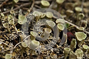 Trumpet lichen podetia - Cladonia fimbriata photo