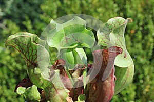 Trumpet pitcher - Carnivorous plant closeup