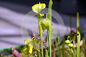 Trumpet pitcher plant sarracenia