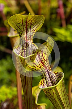 Trumpet Pitchers carnivorous plant flycatcher