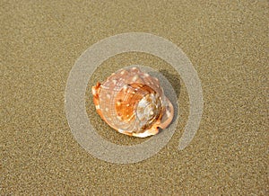Trumpet seashell on the beach