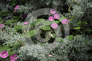 Trumpet-shaped, morning glory vine with pink blooms.