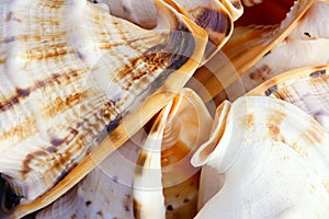 Trumpet shell photo