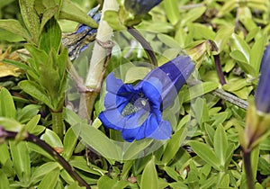 Trumpet or Stemless Gentian