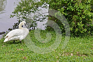 Trumpet swan