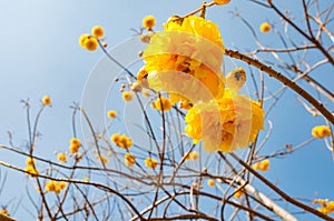Trumpet tree Tabebuia blooming with blue sky on a background