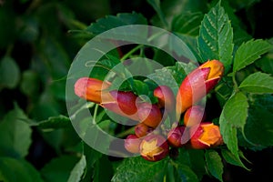 Trumpet Vine Buds