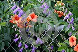 Trumpet Vine and Creeping Bellflower