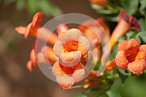 Trumpet vine flowers photo