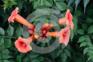 Trumpet Vine flowers and buds