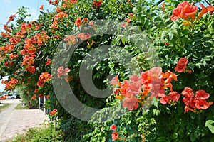 Trumpet vine flowers on fence. Campsis radicans trumpet vine or trumpet creeper, also known in North America as cow itch vine or