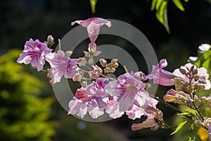 Trumpet vine flowers, Podranea ricasoliana, in rose pink