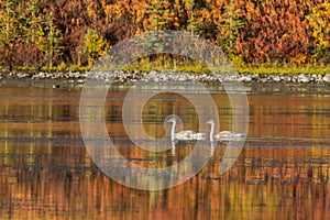 Trumpeter Cygnets Swimming Across A Colorful Autumn Lake in Alaska