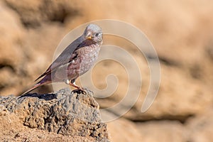 Trumpeter finch (Bucanetes githagineus