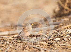 The Trumpeter Finch in winter