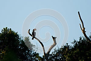 Trumpeter Hornbill