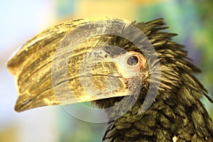 Trumpeter Hornbill